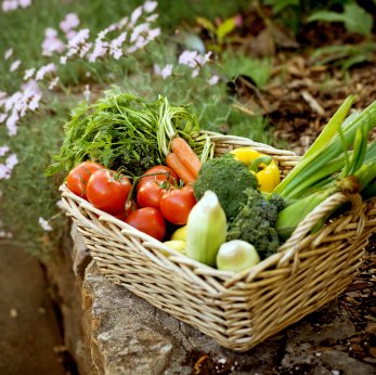 dienen Alvast Afwijken Groente kweken in je eigen tuin