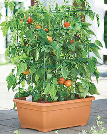 Voorbeeld bijnaam Humaan Uw eigen tomaten kweken